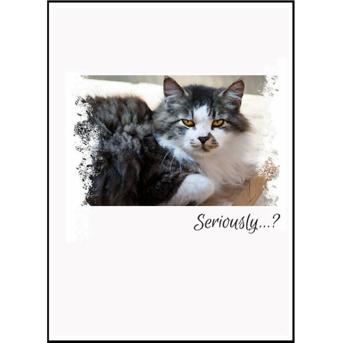 Greeting Card - Humourous Cat "Seriously...?" - Drinkle Mall Location